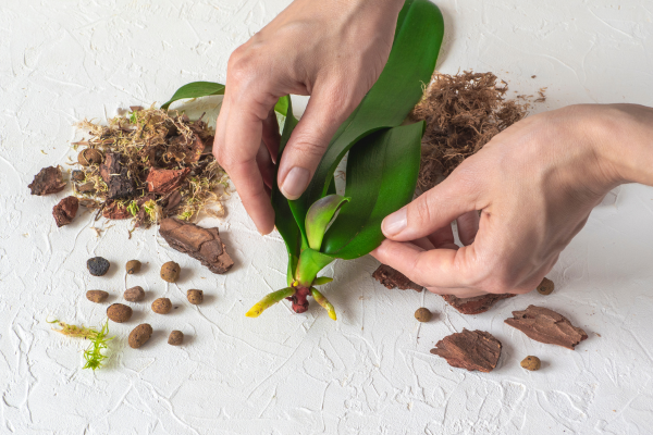 Como Fazer Muda de Orquídea